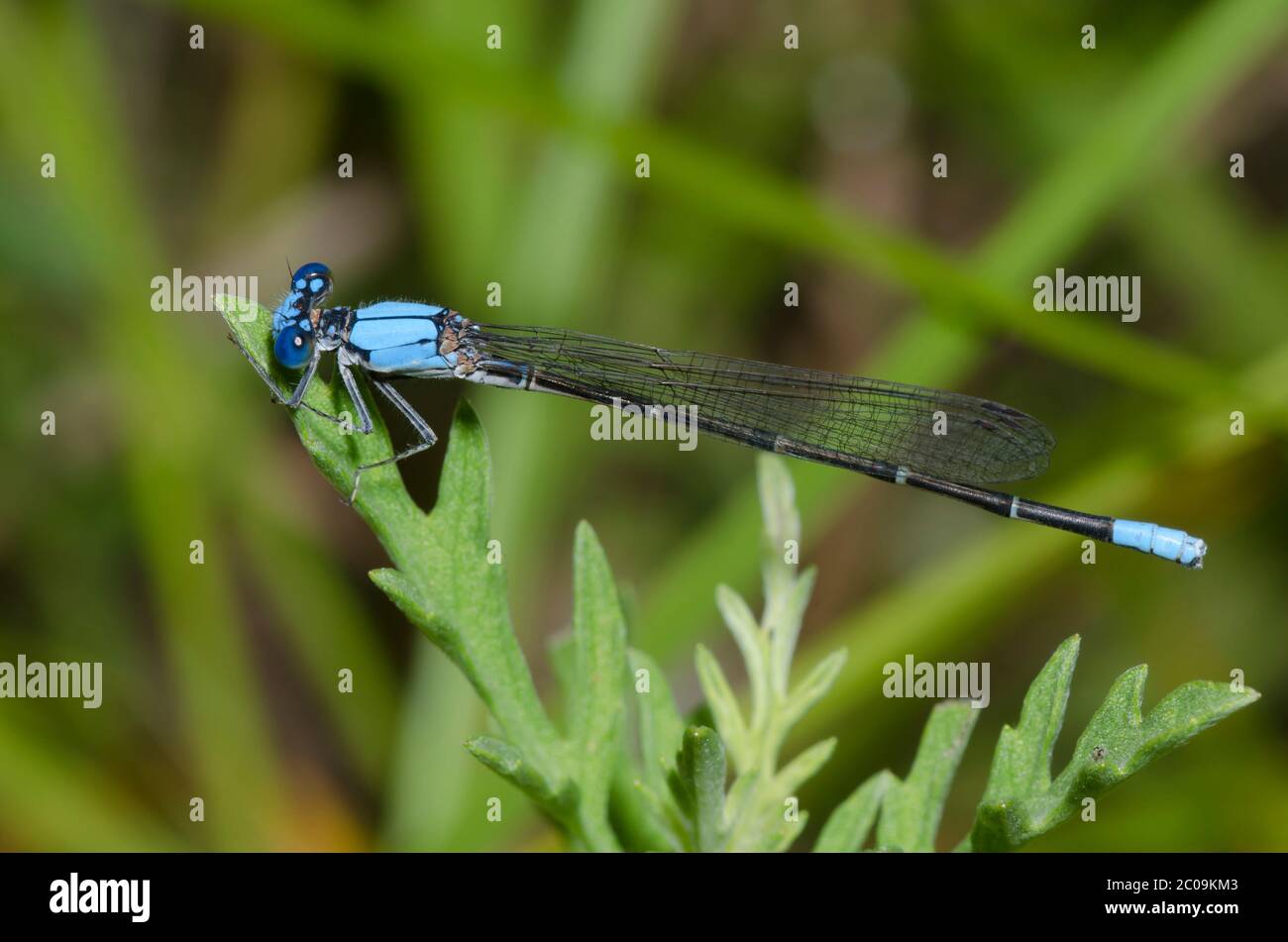 Dancer à front bleu, Argia apicalis, homme Banque D'Images