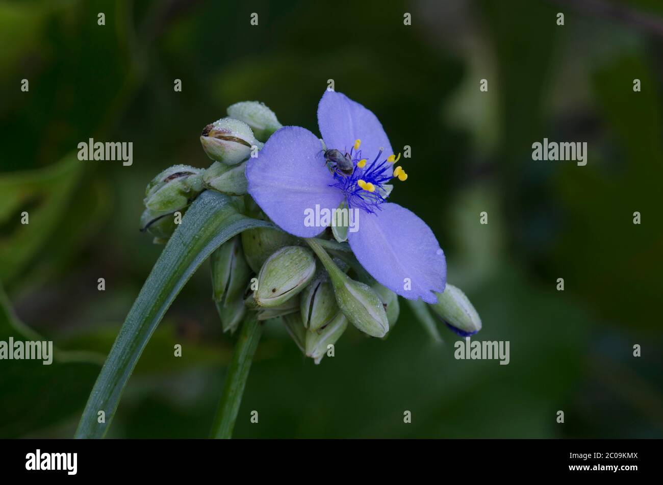 Tradescantia ohiensis, la tradescantie de l'Ohio Banque D'Images