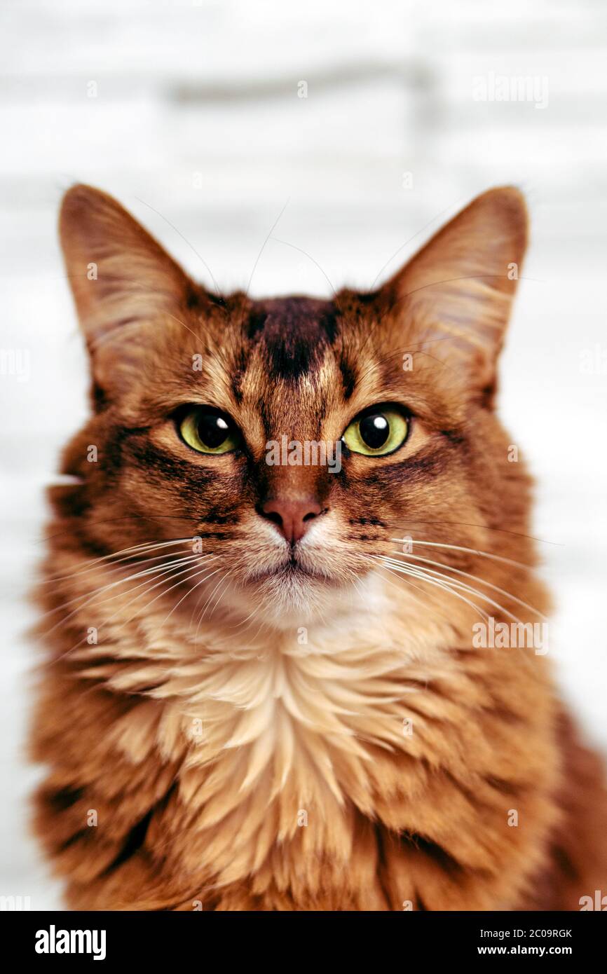 Portrait D Une Belle Femme Somalienne A La Tete Avec Une Tete De Photographie Qui Est Directement A La Tete De L Appareil Photo Ce Chat Domestique Est Tres Elegant Et Fait Un Animal