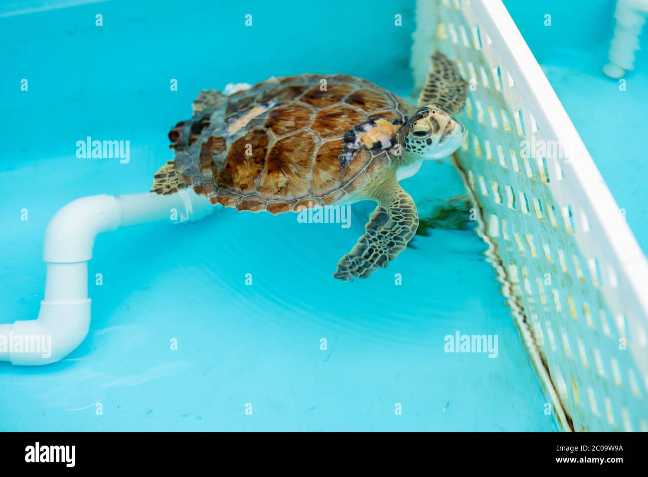 Bébé tortue à tête de fourche montrant des dents pointues Banque D'Images