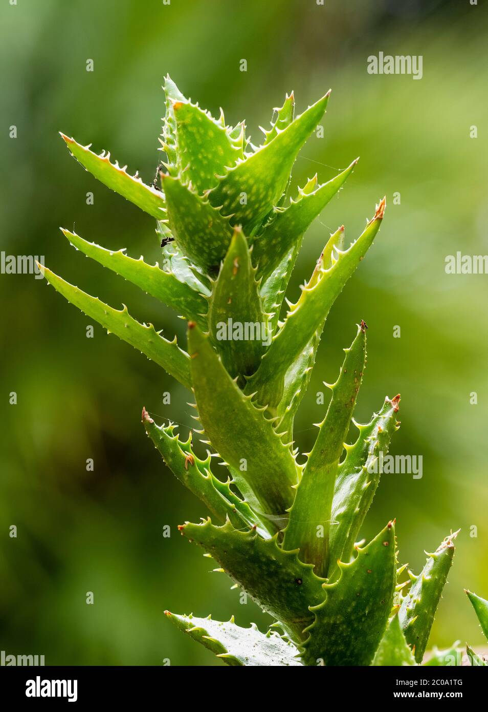 Gros plan de la tige de l'aloès à pied de tigre barbelé, Aloe juvenna Banque D'Images