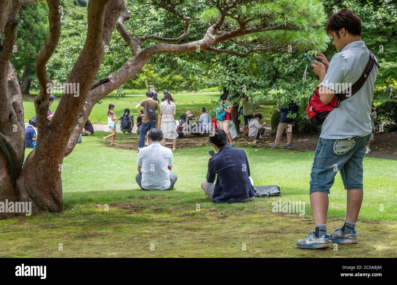 Jeune japonais avec smartphone au jardin Shinjuku Gyoen pendant l'été, Tokyo, Japon. Banque D'Images