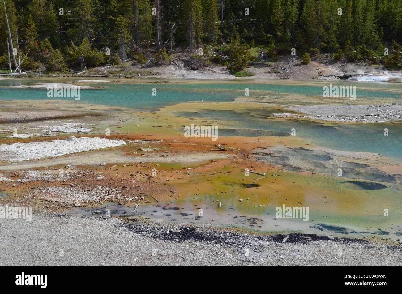 Fin du printemps dans le parc national de Yellowstone : lac crépitant dans la région du bassin de porcelaine du bassin de Norris Geyser Banque D'Images