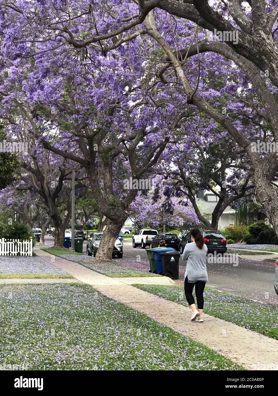 Jacaranda arbres en fleur dans une rue résidentielle de Culver City, CA Banque D'Images