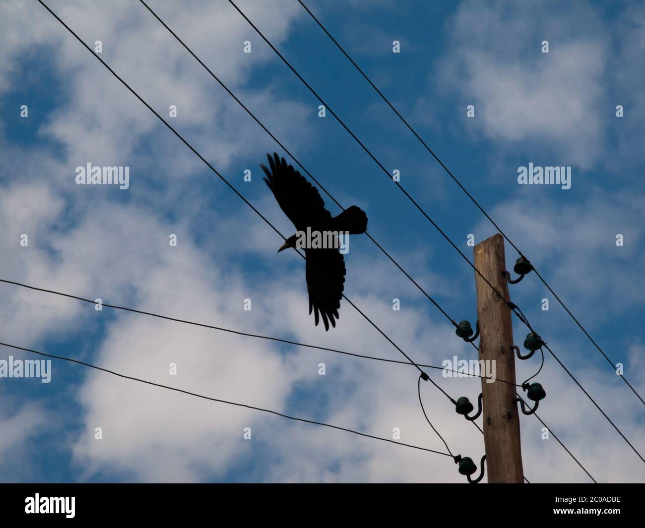 Silhouette noire de corbeau volant derrière les lignes électriques Banque D'Images