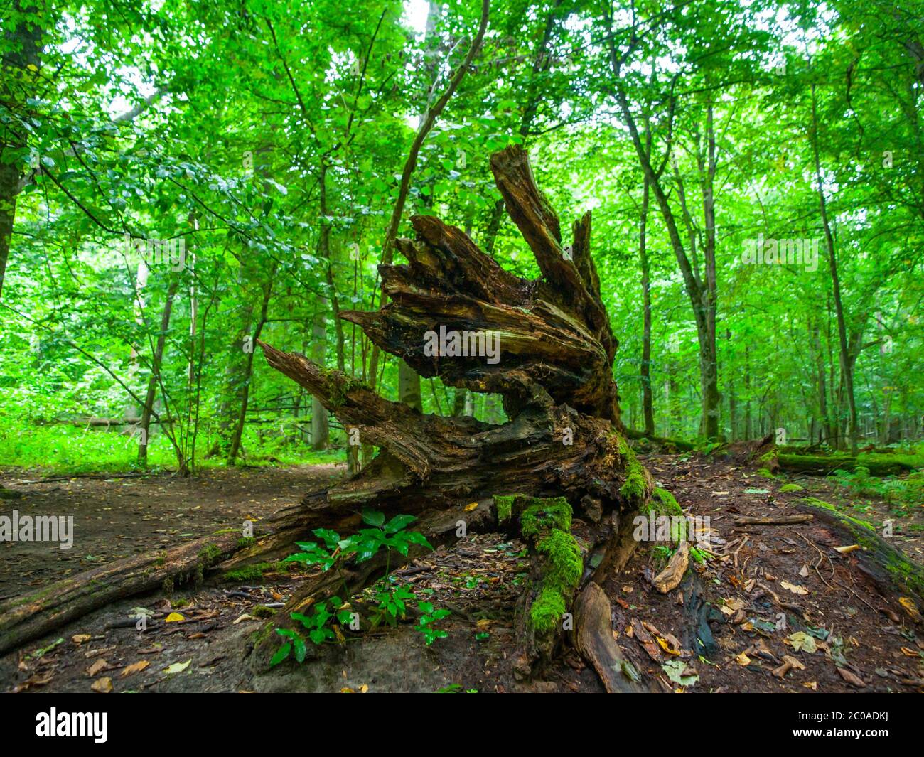 Racines d'arbres brisées et forêt feuillue verte fraîche, forêt primitive de Bialowieza, Pologne et Bélarus Banque D'Images