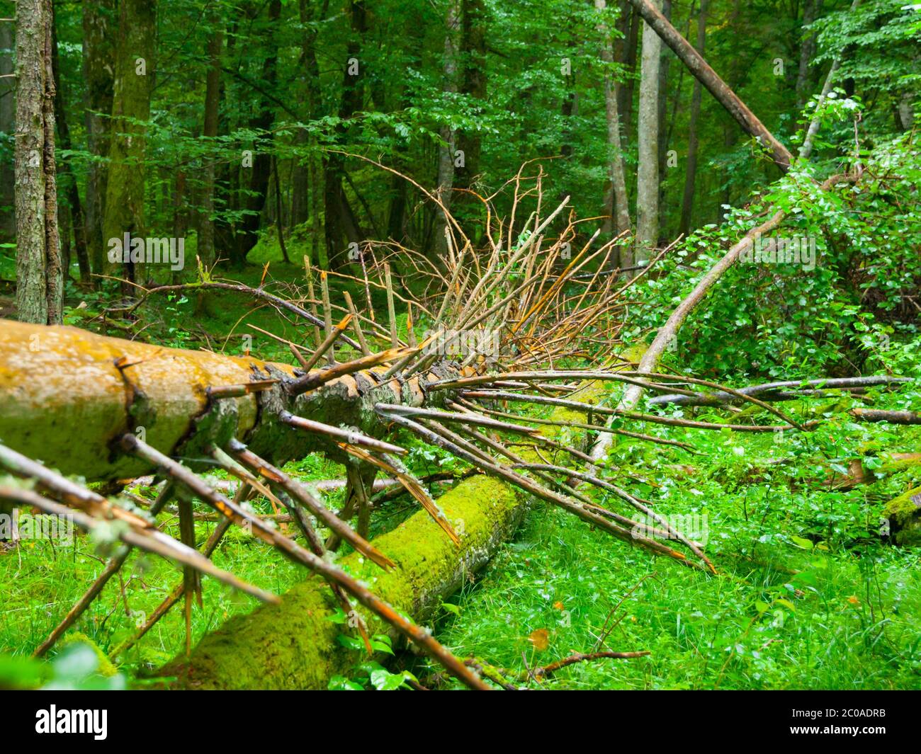 Racines d'arbres brisées et forêt feuillue verte fraîche, forêt primitive de Bialowieza, Pologne et Bélarus Banque D'Images