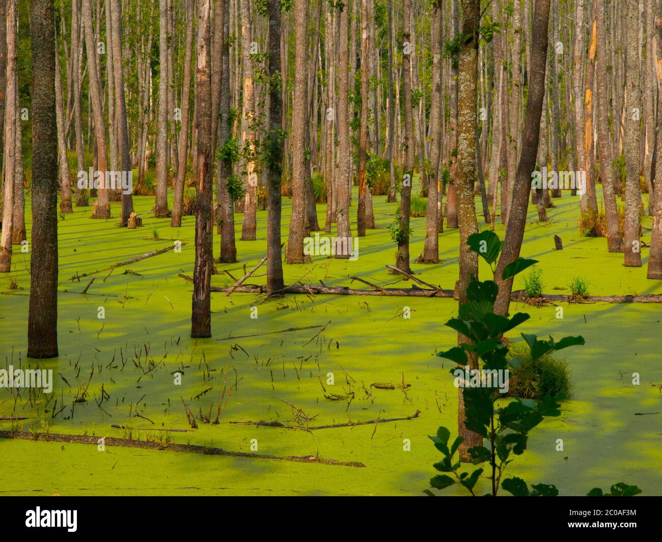 Marais vert plein d'algues dans la forêt Banque D'Images