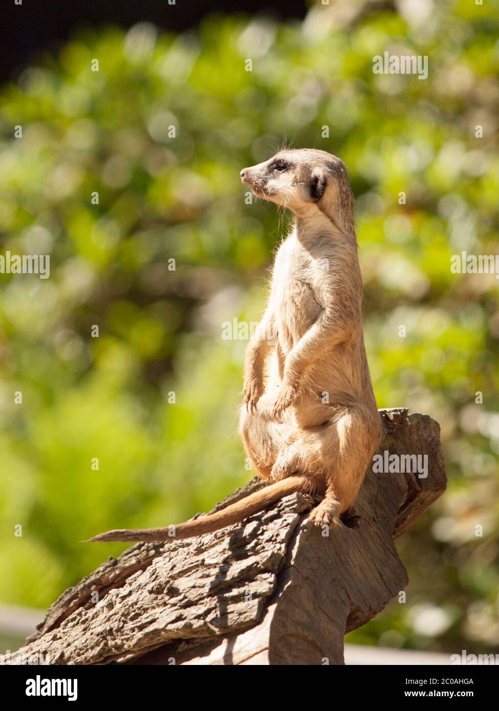 Meerkat, alias surcate, assis debout sur le tronc de l'arbre et en regardant autour en alerte. Banque D'Images