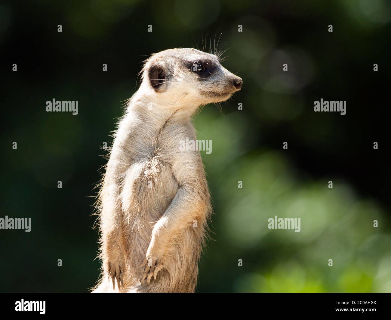 Meerkat, alias suricate, comme garde en alerte. Petit carnivore africain. Banque D'Images