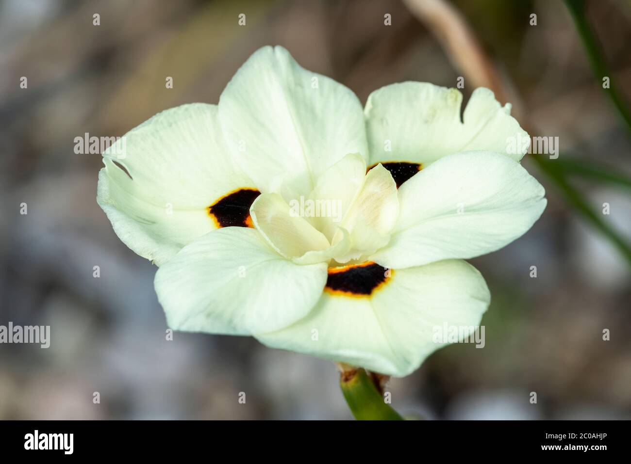 Dietes bicolor plante florale d'été vivace de printemps, jaune, communément appelée drapeau de papillon Banque D'Images