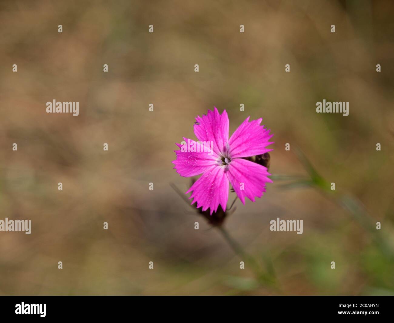 Petite fleur rose de Dianthus dans l'herbe Banque D'Images