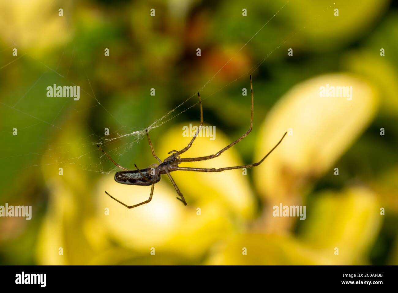 Spider (Tetragnatha extensa) se déplaçant furtivement sur sa toile de soie communément connue sous le nom de photo de stock d'araignée extensible commune Banque D'Images