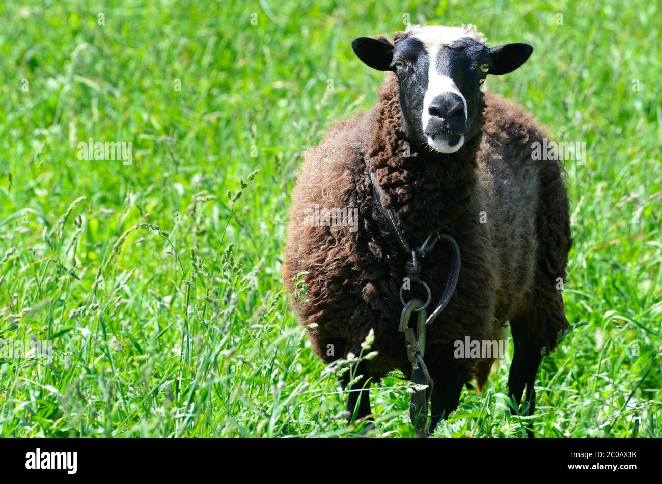 Moutons paître dans un pré regardant dans l'appareil photo Banque D'Images