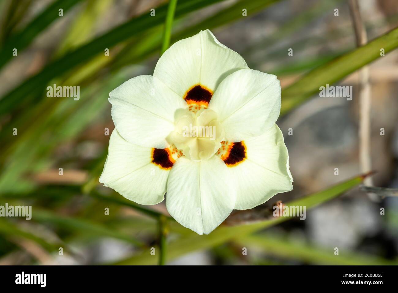 Dietes bicolor plante florale d'été vivace de printemps, jaune, communément appelée drapeau de papillon Banque D'Images