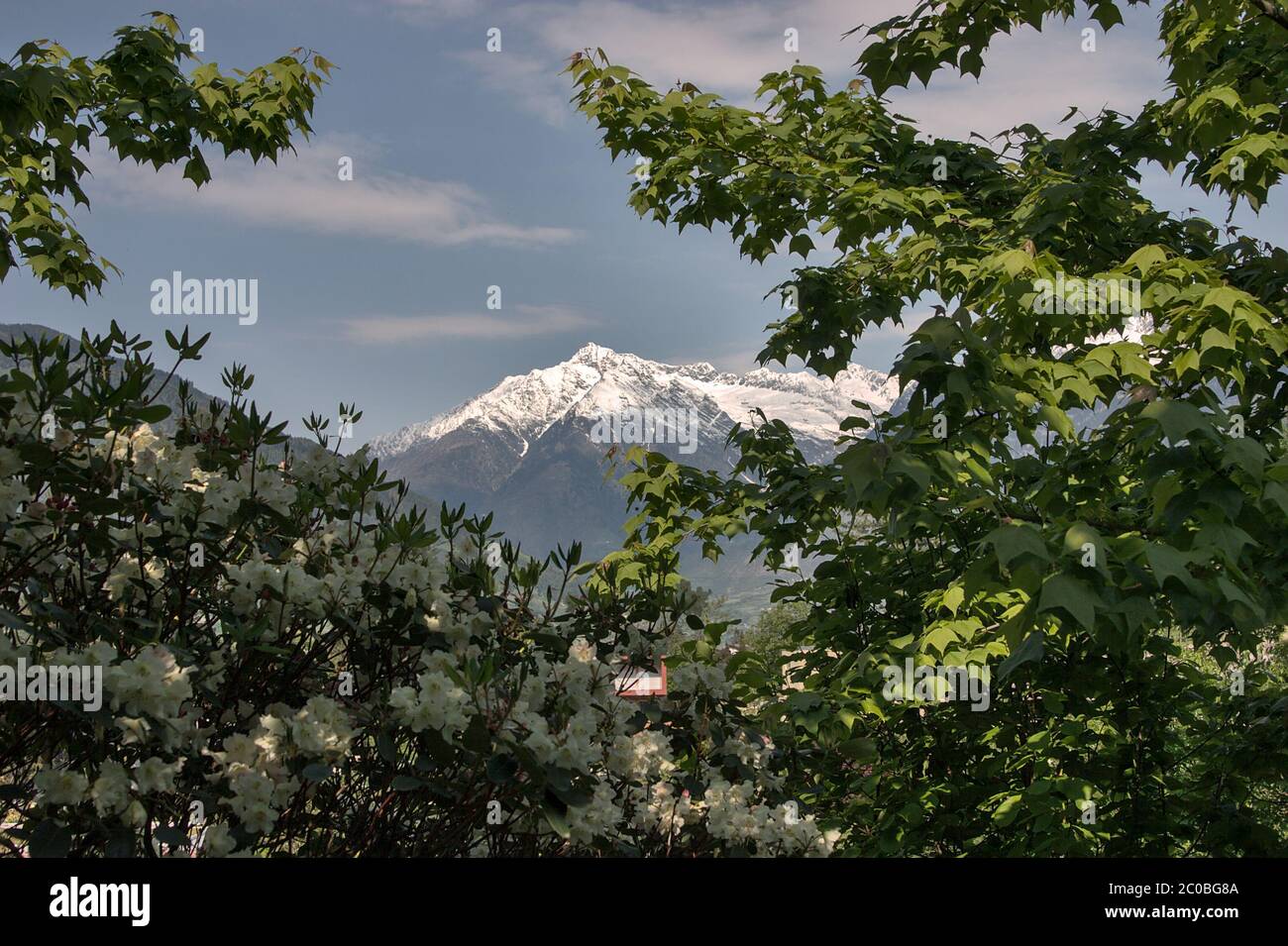 Vue sur un sommet de montagne avec neige entourée d'arbres. Banque D'Images