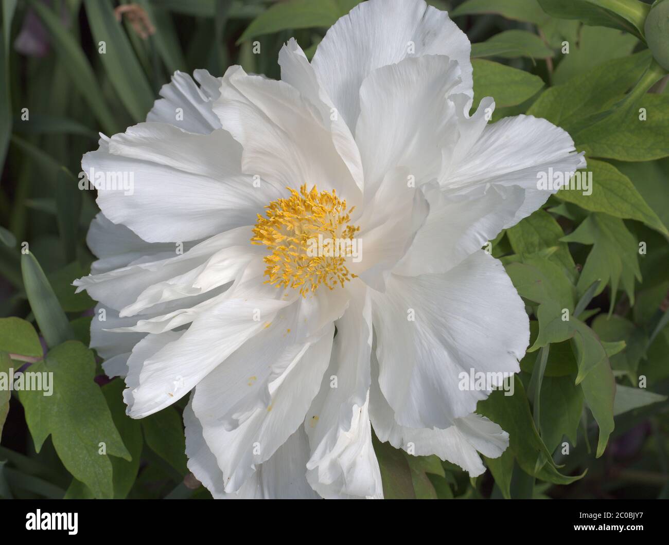 Fleur de paéonie blanche. Paeoniaceae Paeonia également pivoine, Hakuoh jishi. Banque D'Images