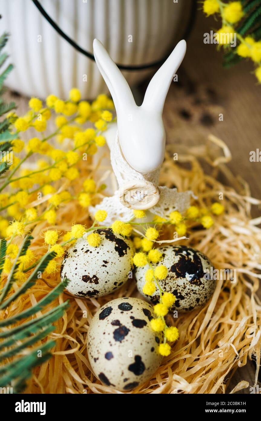 heure de printemps, fleurs mimosa jaunes Banque D'Images