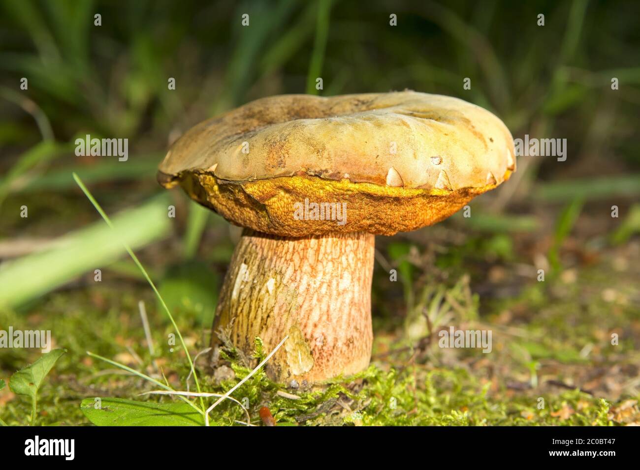 Beau gros champignons bruns dans l'herbe. Banque D'Images