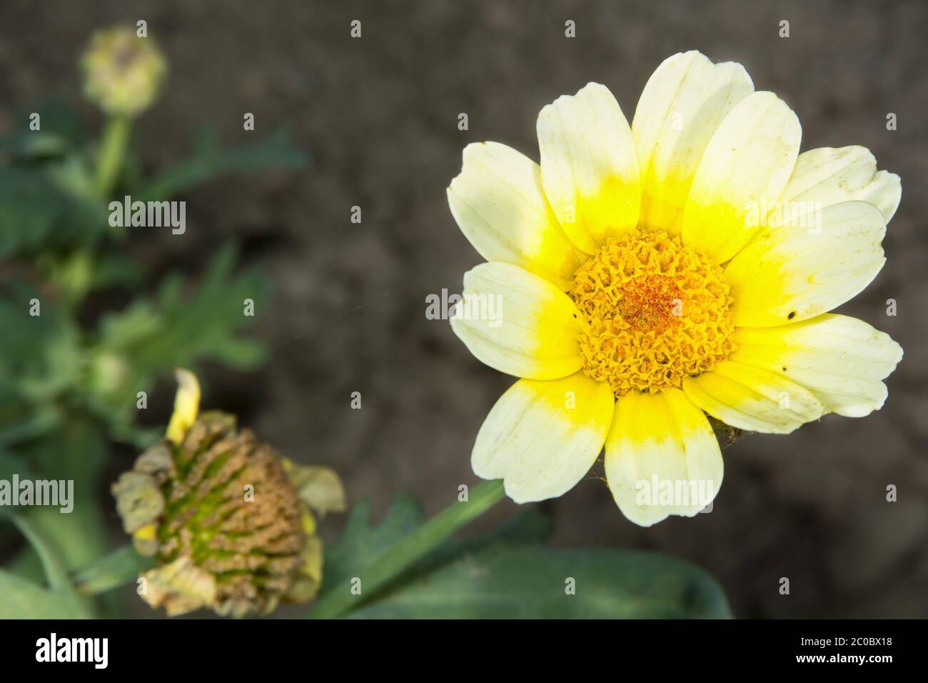 Jolie fleur avec des fleurs jaunes avec arrière-plan flou. Banque D'Images