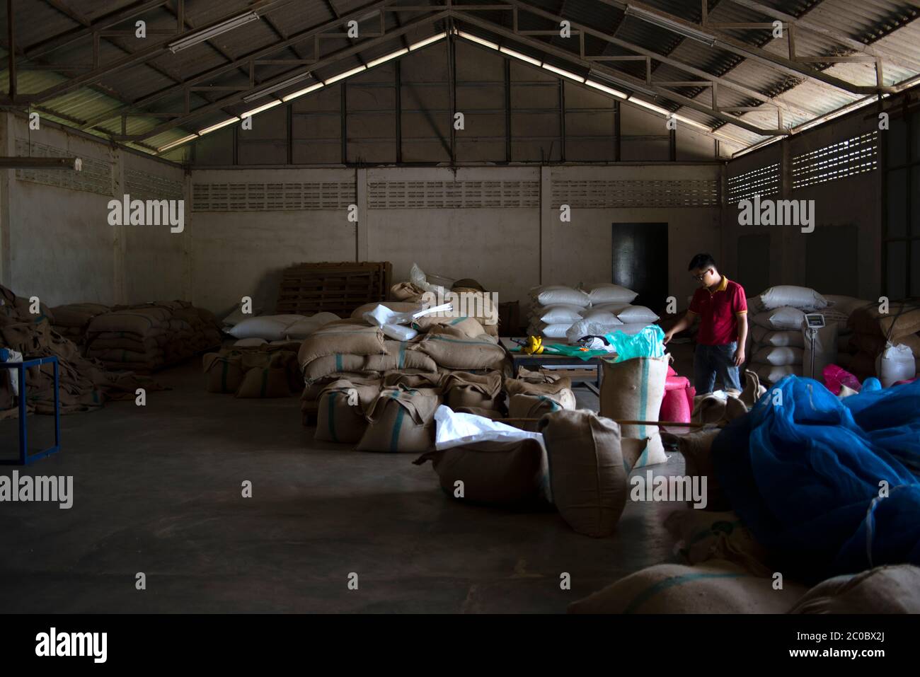 Un homme travaillant dans le domaine du café Doi Chaang appartenant à Akha, dans la province de Chiang Rai, dans le nord de la Thaïlande. Banque D'Images