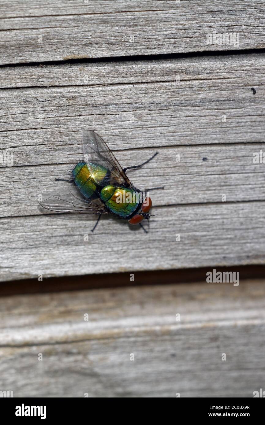 Voler sur le bois Banque D'Images