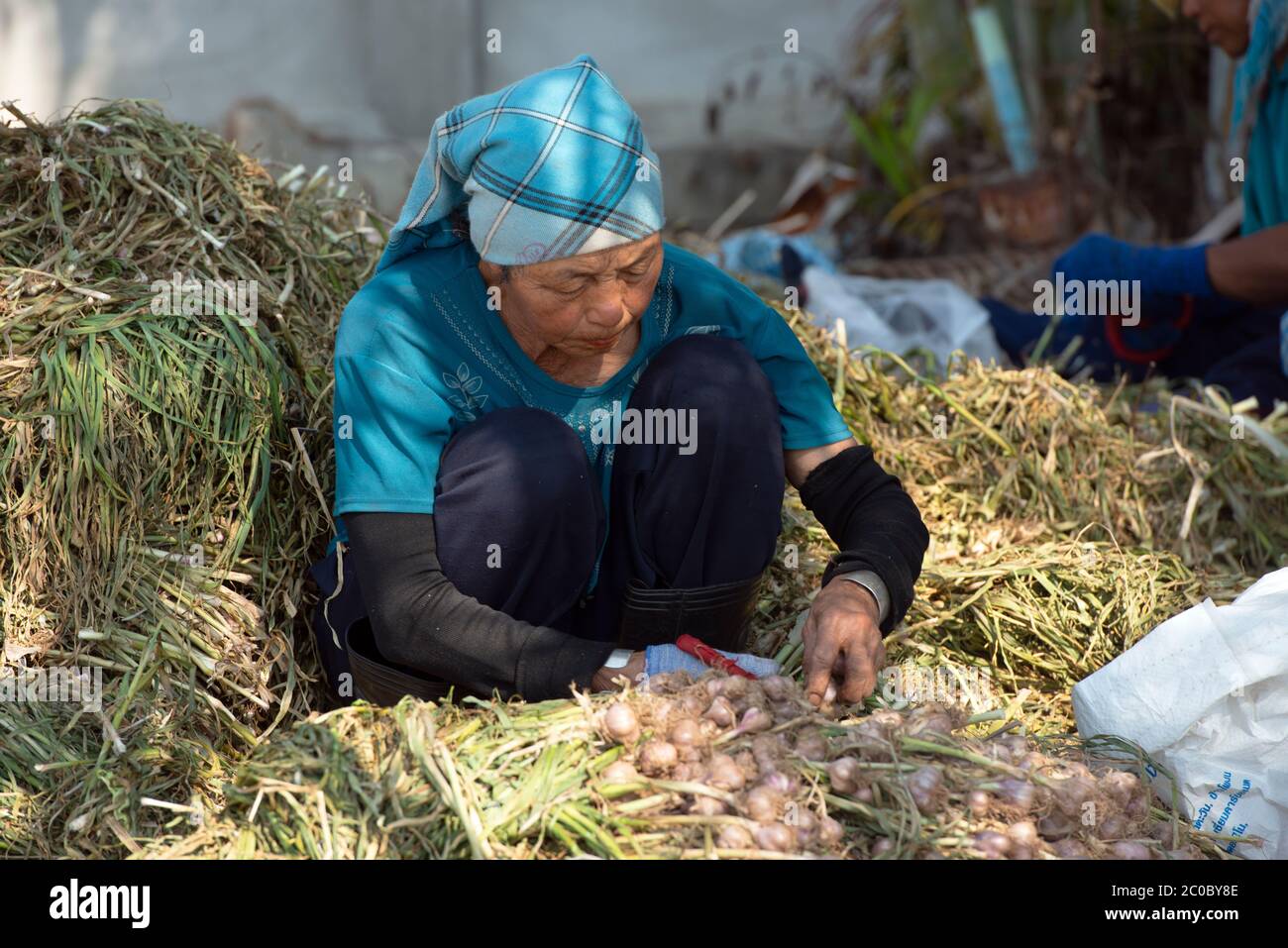 Une femme thaïlandaise travaillant à la récolte de l'ail sous le soleil brûlant dans la province de Chiang Rai, dans le nord de la Thaïlande. Banque D'Images