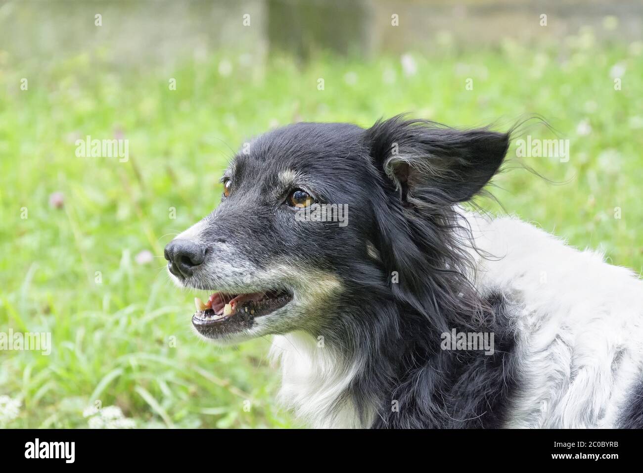 Beau portrait de chien blanc noir en parc. Banque D'Images
