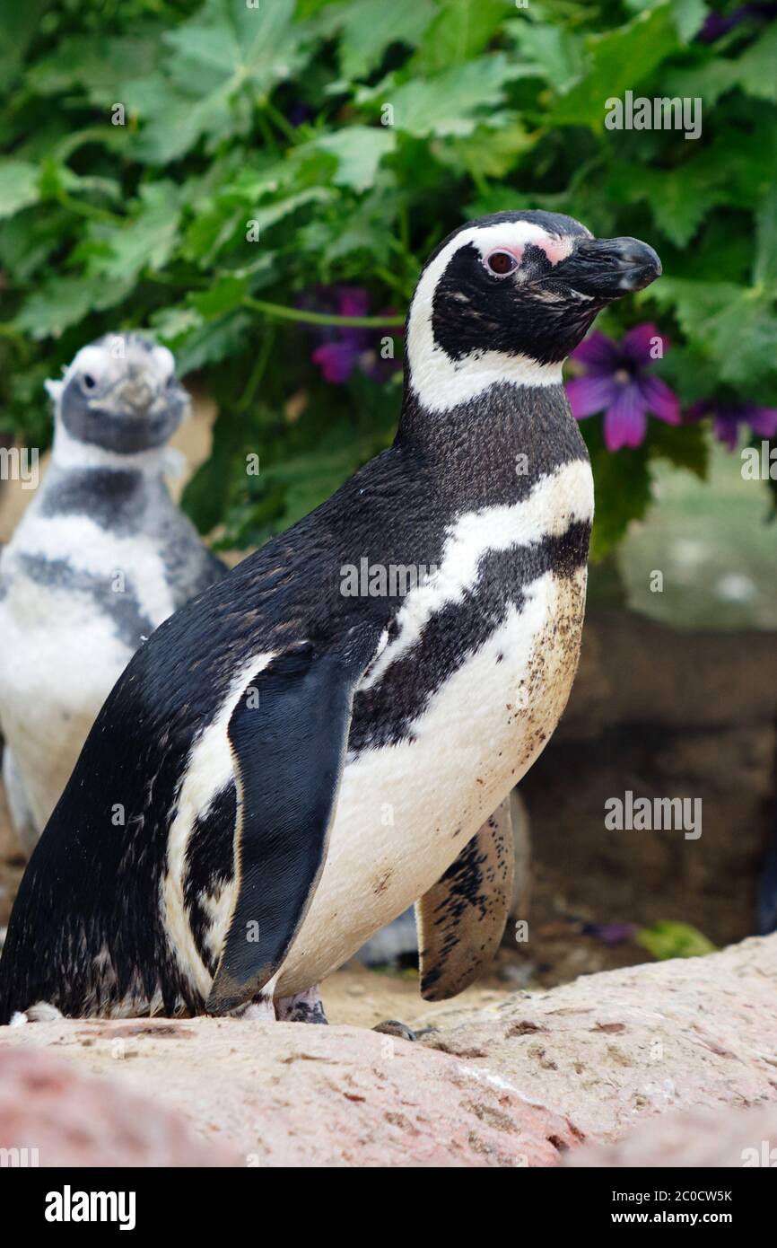 Pingouins magellaniques (sud-américains), gros plan Banque D'Images