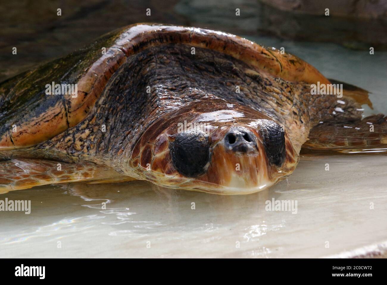 Tête partiellement submergée d'une tortue, gros plan Banque D'Images