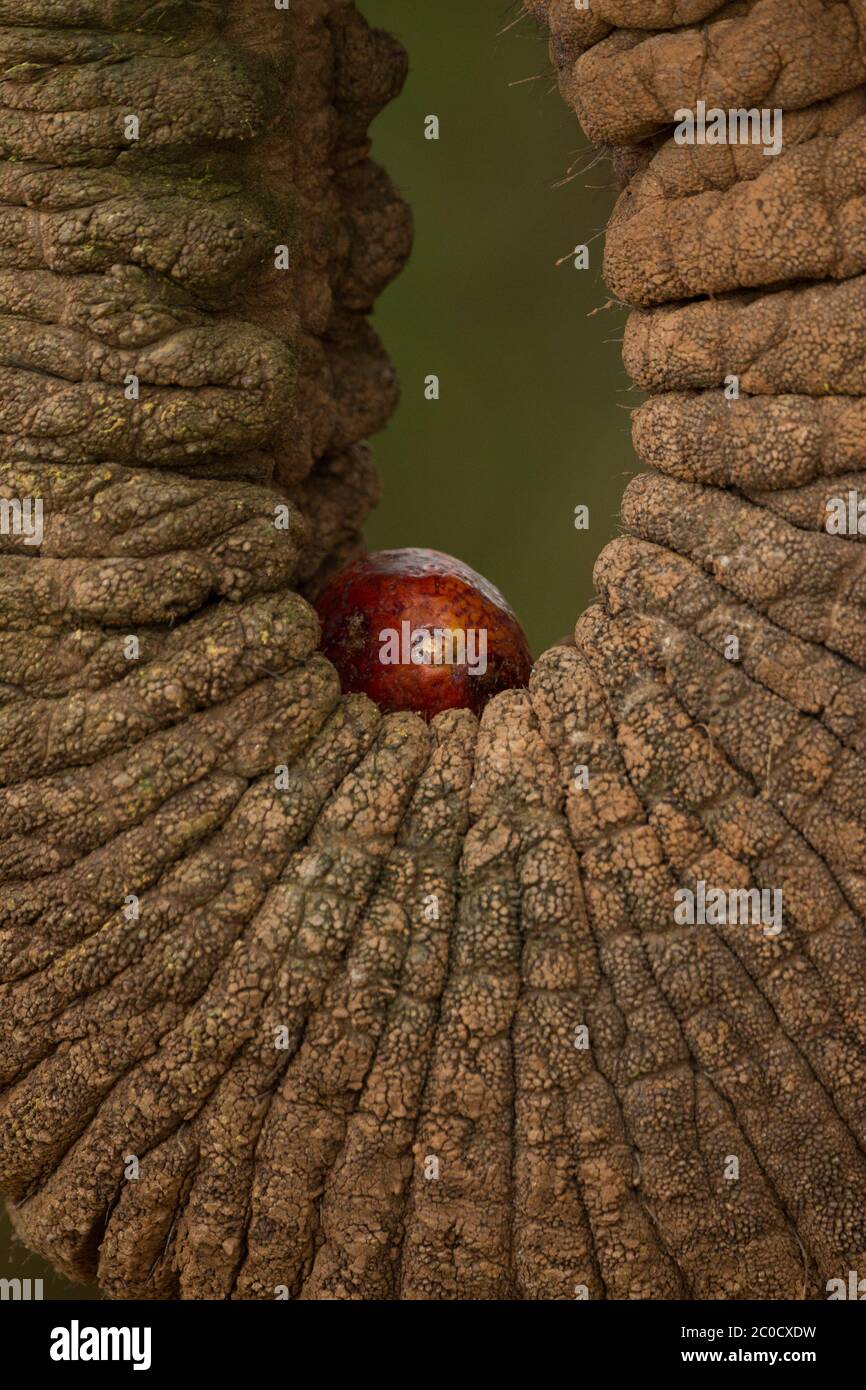 Gros plan sur le tronc froissé d'un éléphant tenant des fruits sur fond vert dans la réserve nationale de Samburu au Kenya Banque D'Images