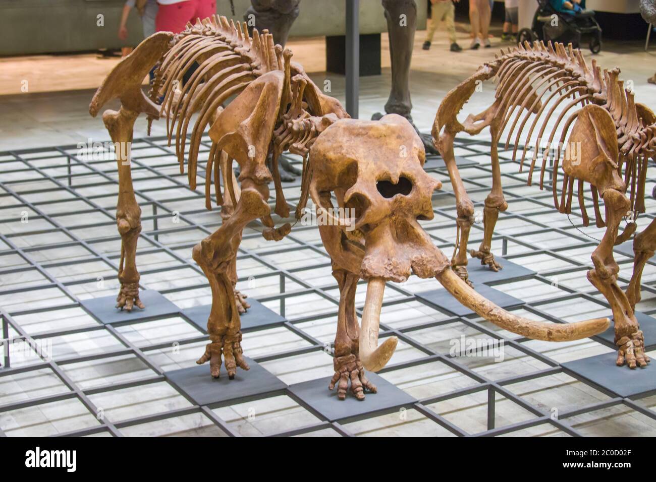 Francfort Allemand 27 juillet 2019: Le fossile de l'éléphant pygmée dans le Naturmuseum Senckenberg. Une espèce d'éléphant Siculo-maltais éteinte. Banque D'Images