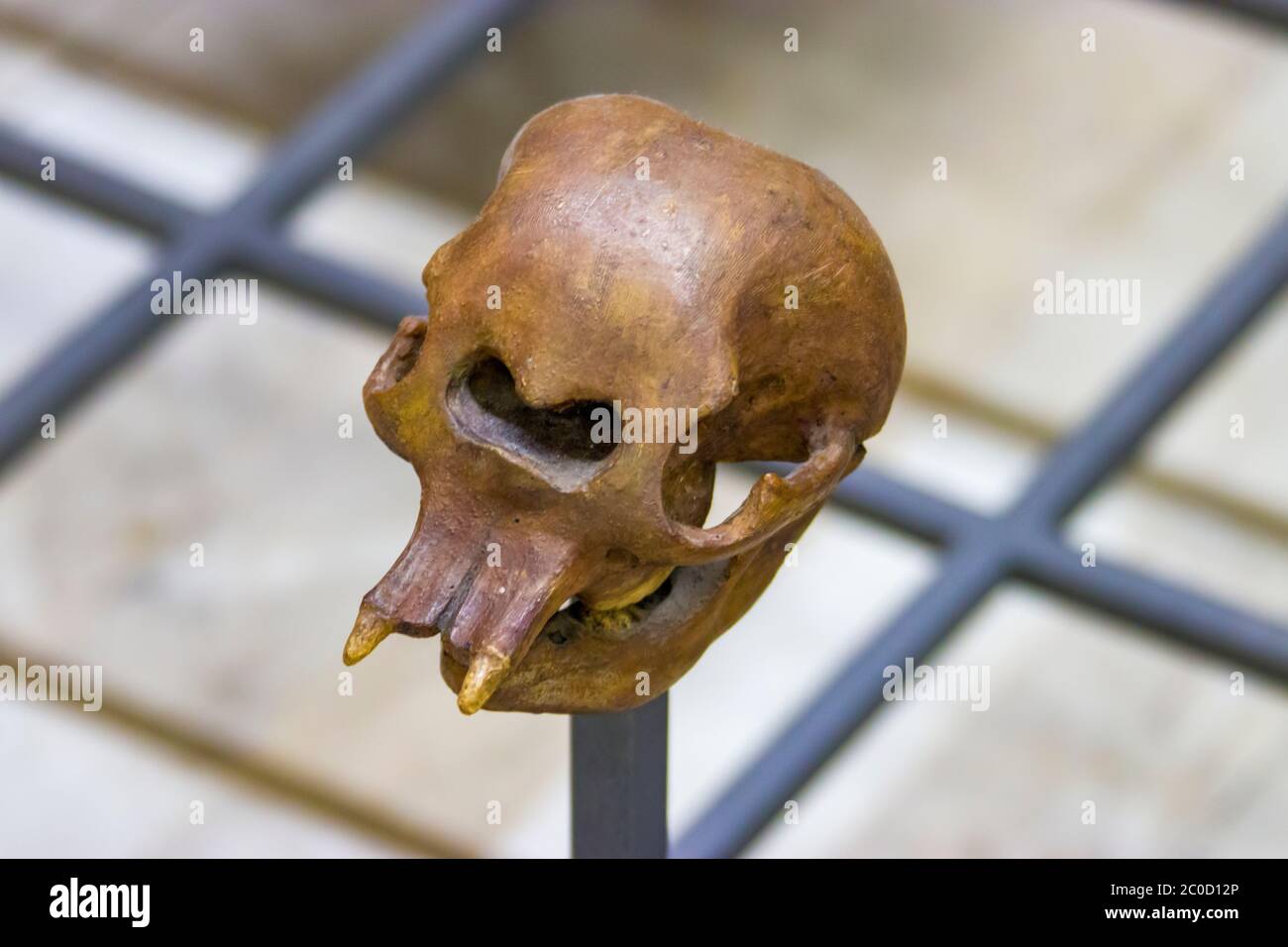 Francfort Allemand 27 juillet 2019: Le fossile de l'éléphant pygmée dans le Naturmuseum Senckenberg. Une espèce d'éléphant Siculo-maltais éteinte. Banque D'Images