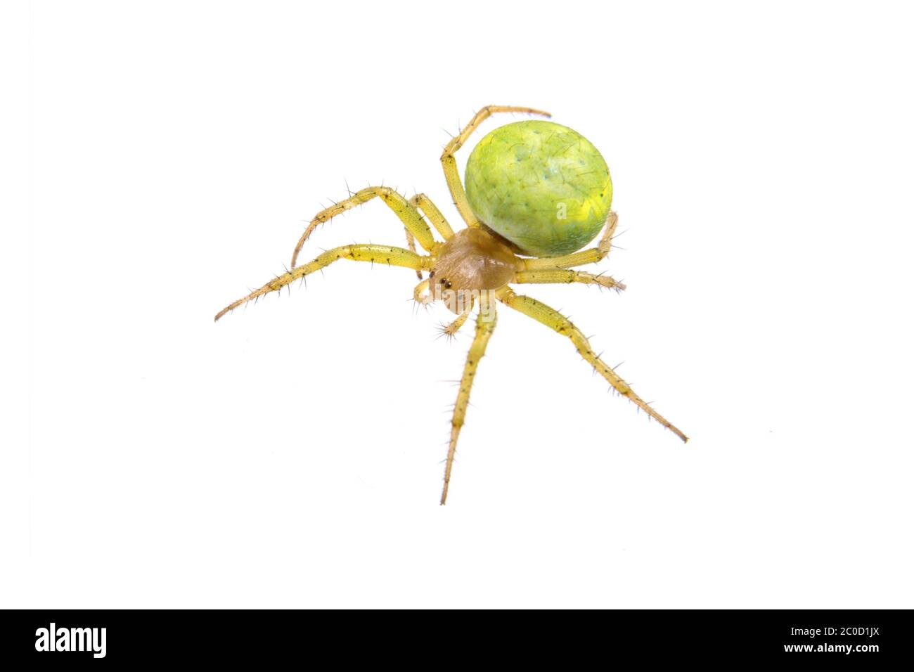 Araignée verte sur un fond blanc Banque D'Images