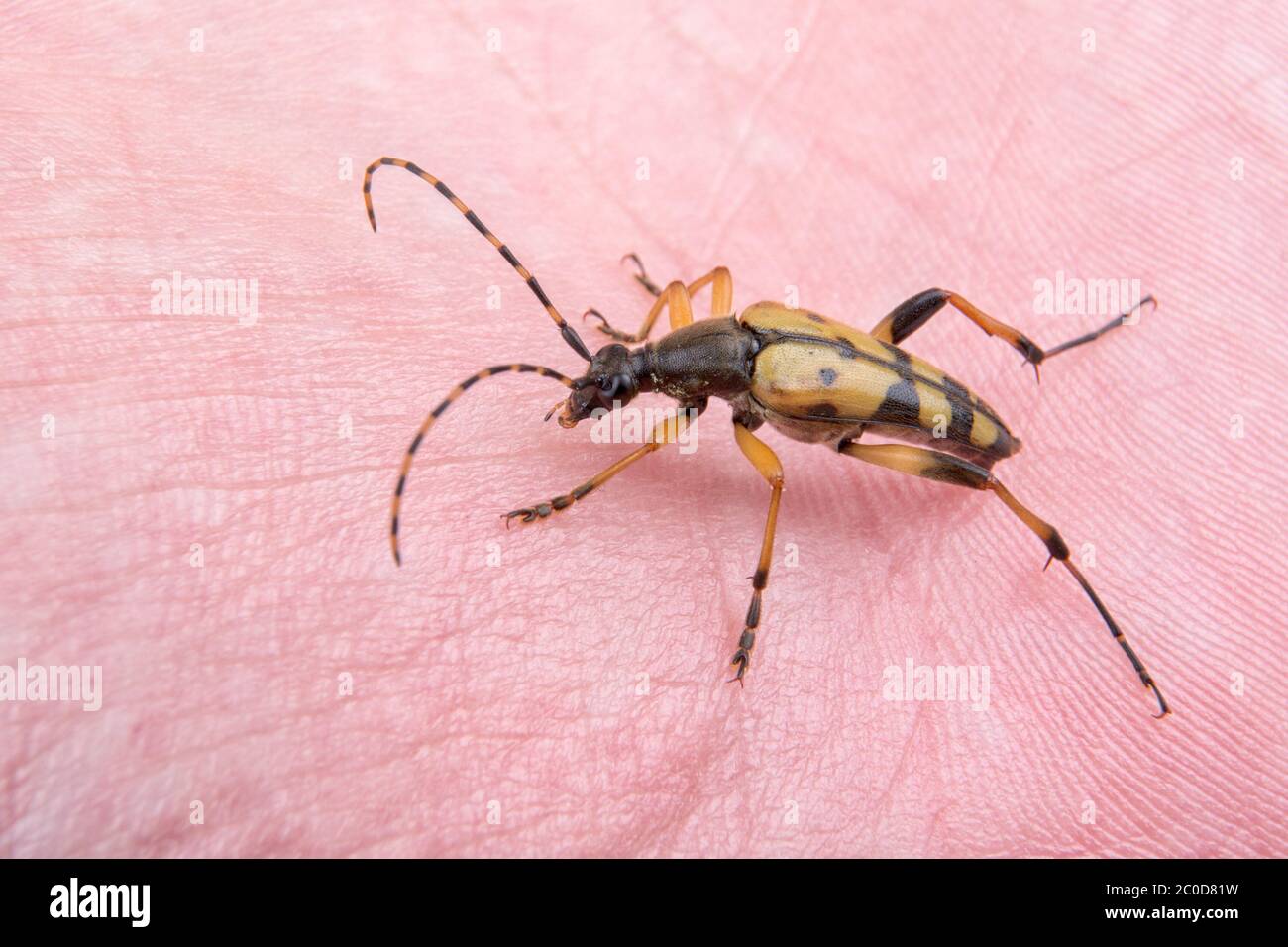 Un insecte noir jaune sur une main Banque D'Images