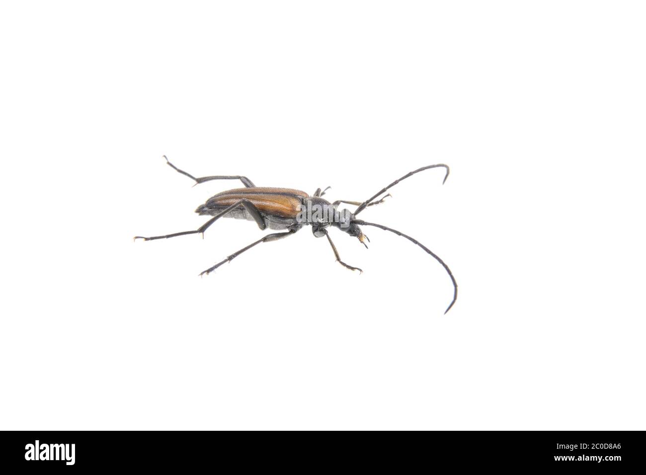 Bogue brun noir sur fond blanc Banque D'Images