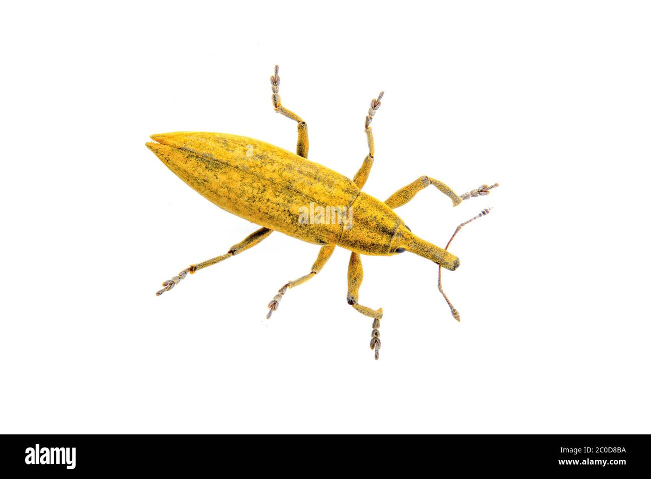 Bogue jaune sur fond blanc Banque D'Images