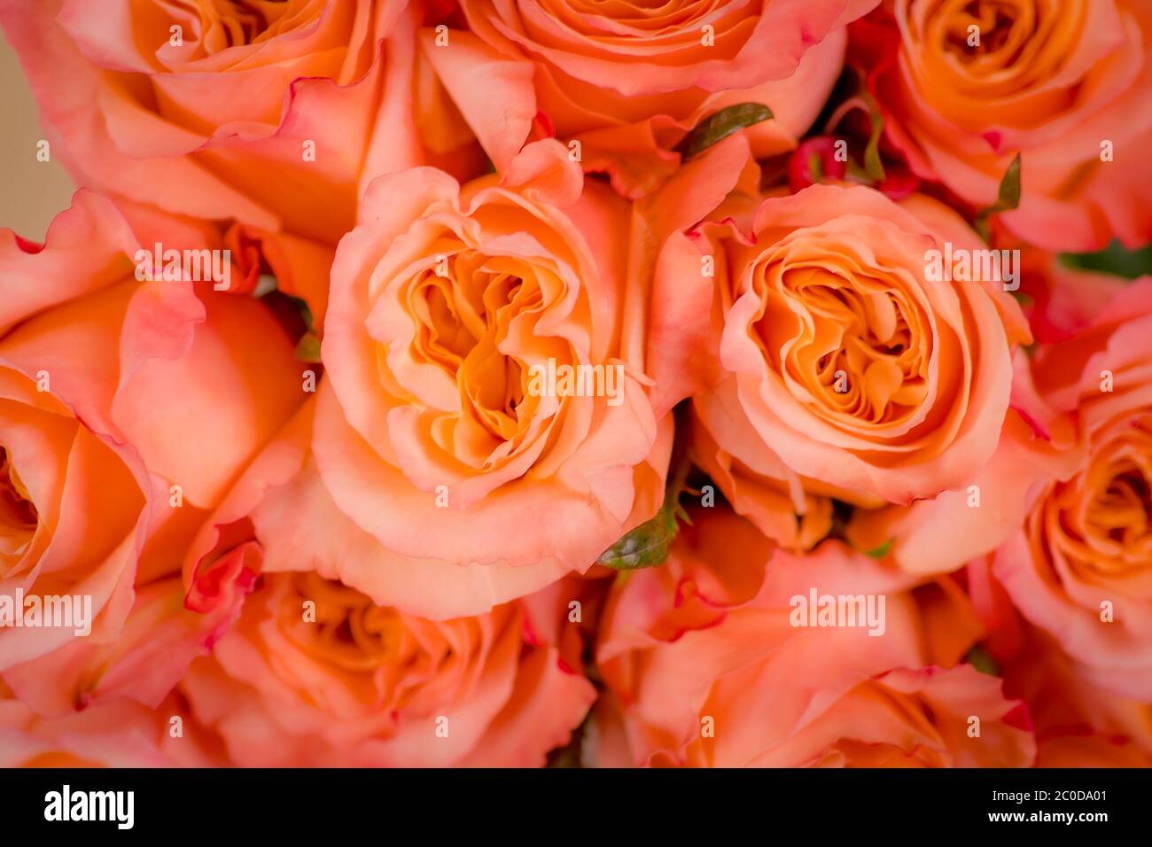 Gros plan macro de la variété de roses Shimmer pêche, prise de vue en studio. Banque D'Images