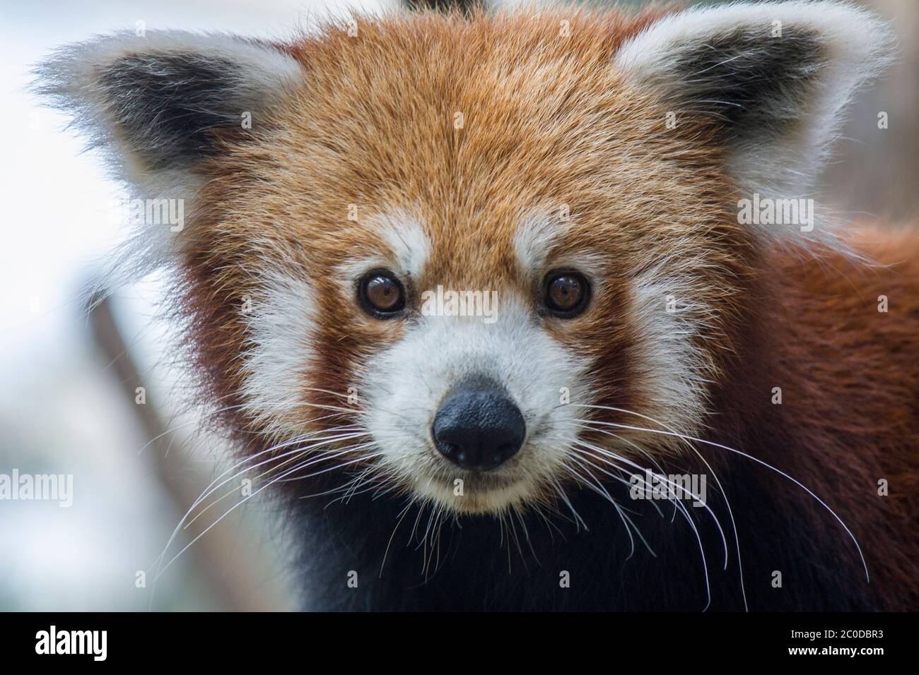 Une image de gros plan du panda rouge (Ailurus fulgens) c'est un mammifère originaire de l'est de l'Himalaya et du sud-ouest de la Chine le panda rouge a la fourrure brun rougeâtre. Banque D'Images