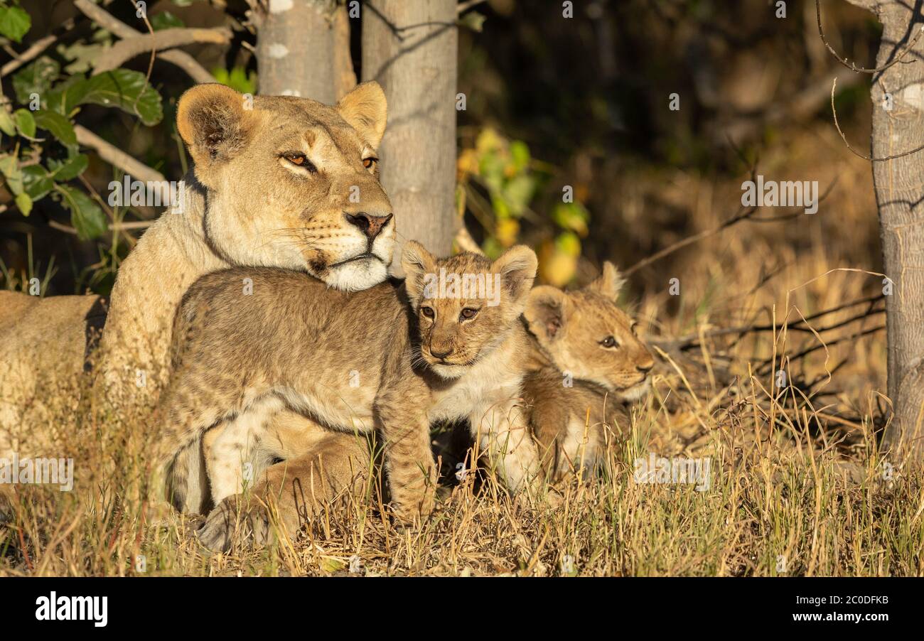 Une lionne adulte et ses deux petits lions reposant sur l'herbe sous un arbre en plein soleil à Savuti Botswana Banque D'Images