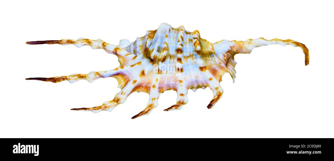 Shell de la Orange Spider Conch ou Lambis crocata Banque D'Images
