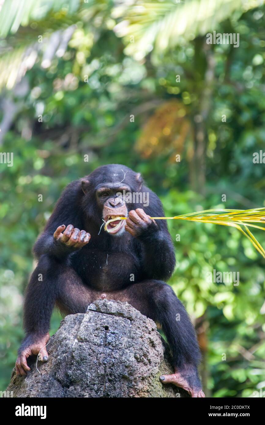 Un Chimpanzé s'assoit sur la roche et utilise une paille comme outil pour  obtenir la nourriture du trou sur la roche. Le chimpanzé est une espèce de  grand singe Photo Stock -