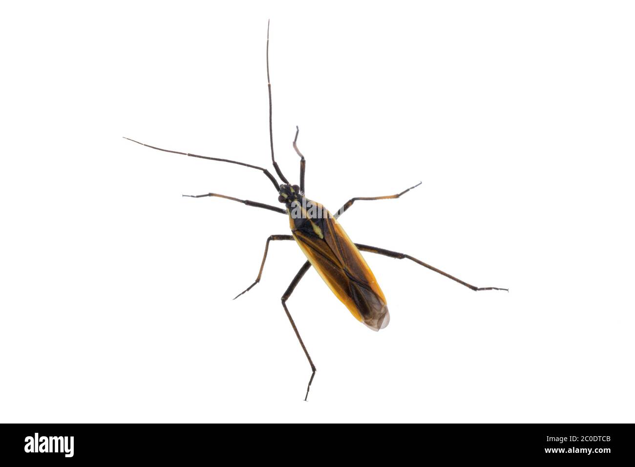 Bogue brun noir sur fond blanc Banque D'Images