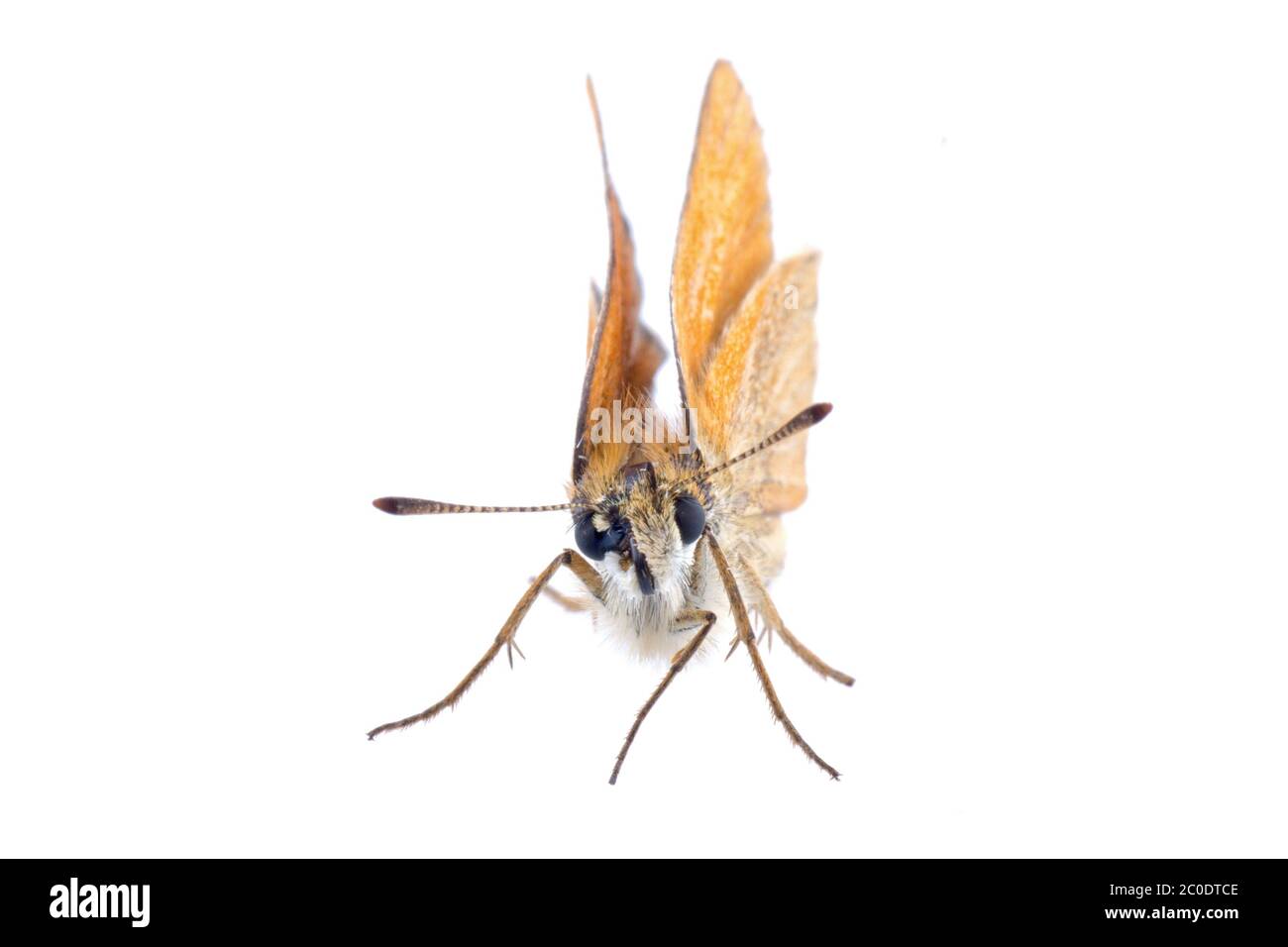 Papillon sur un fond blanc Banque D'Images