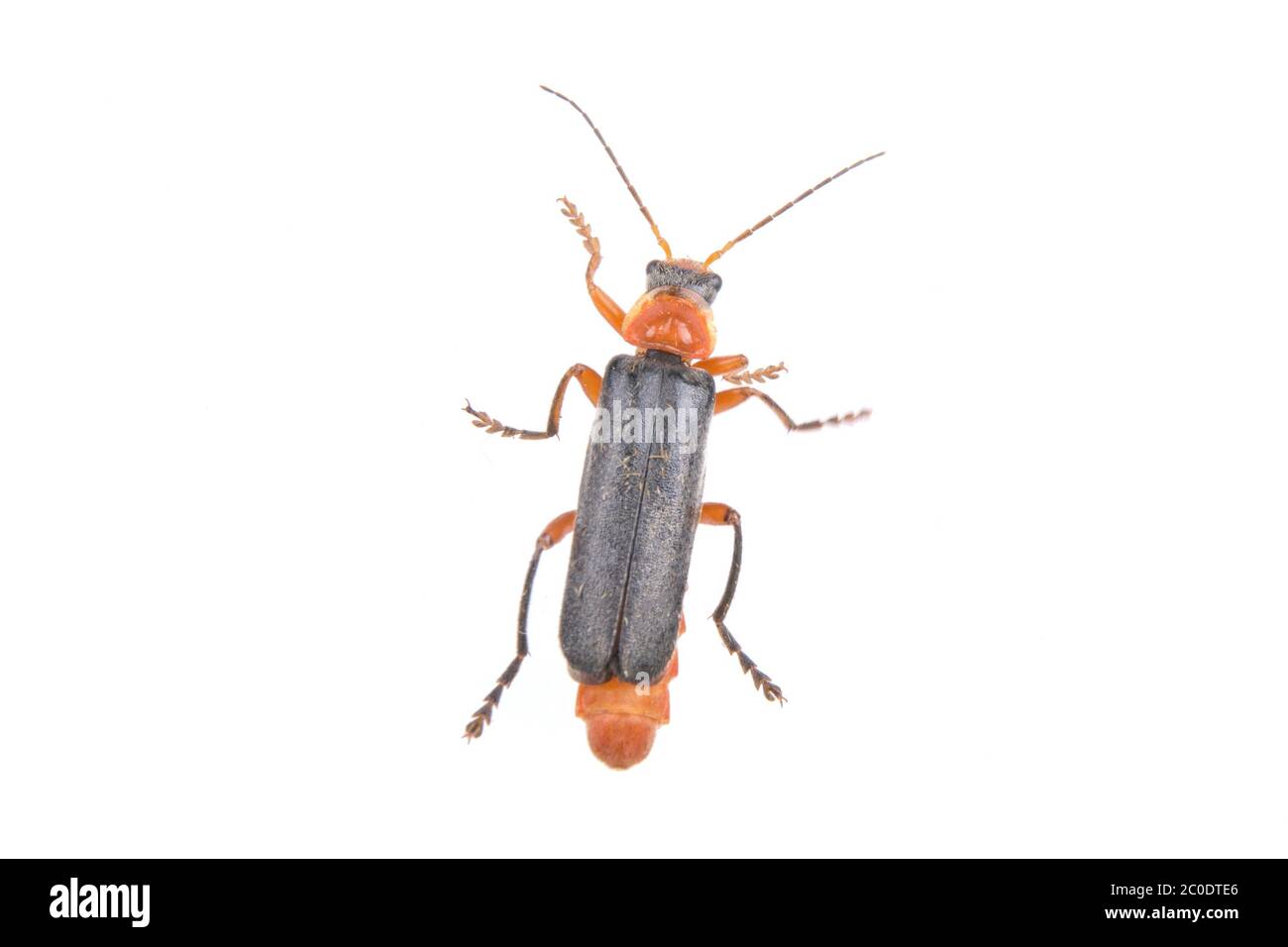 Coléoptère de soldat sur fond blanc Banque D'Images