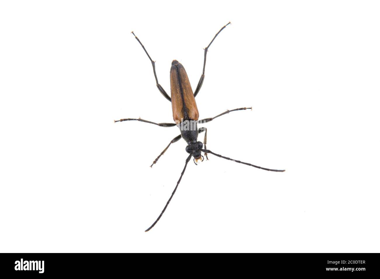 Bogue brun noir sur fond blanc Banque D'Images