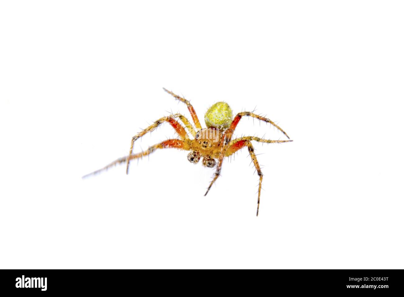 Araignée orange-verte sur fond blanc Banque D'Images