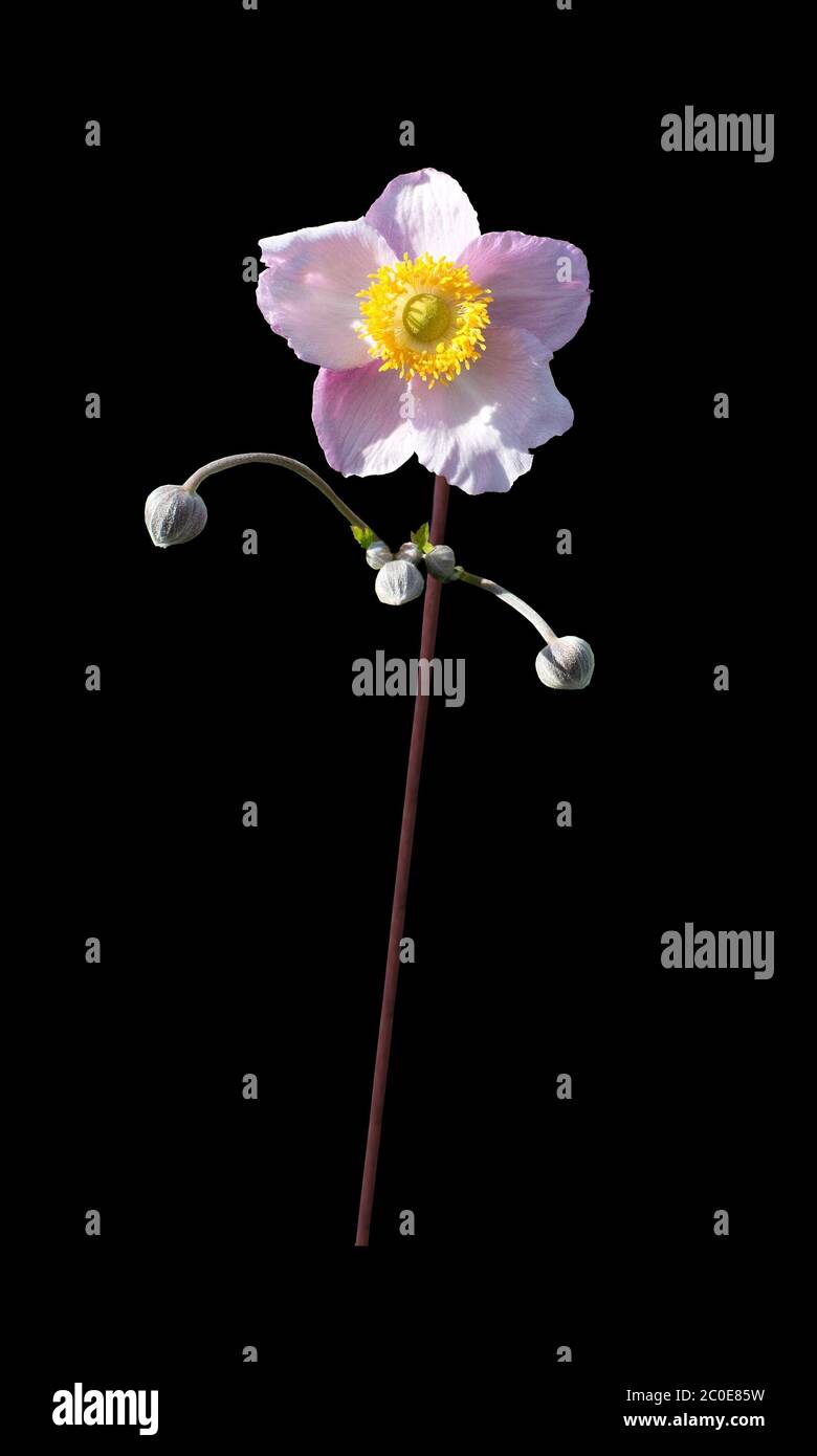 Rose rose moullow Banque D'Images