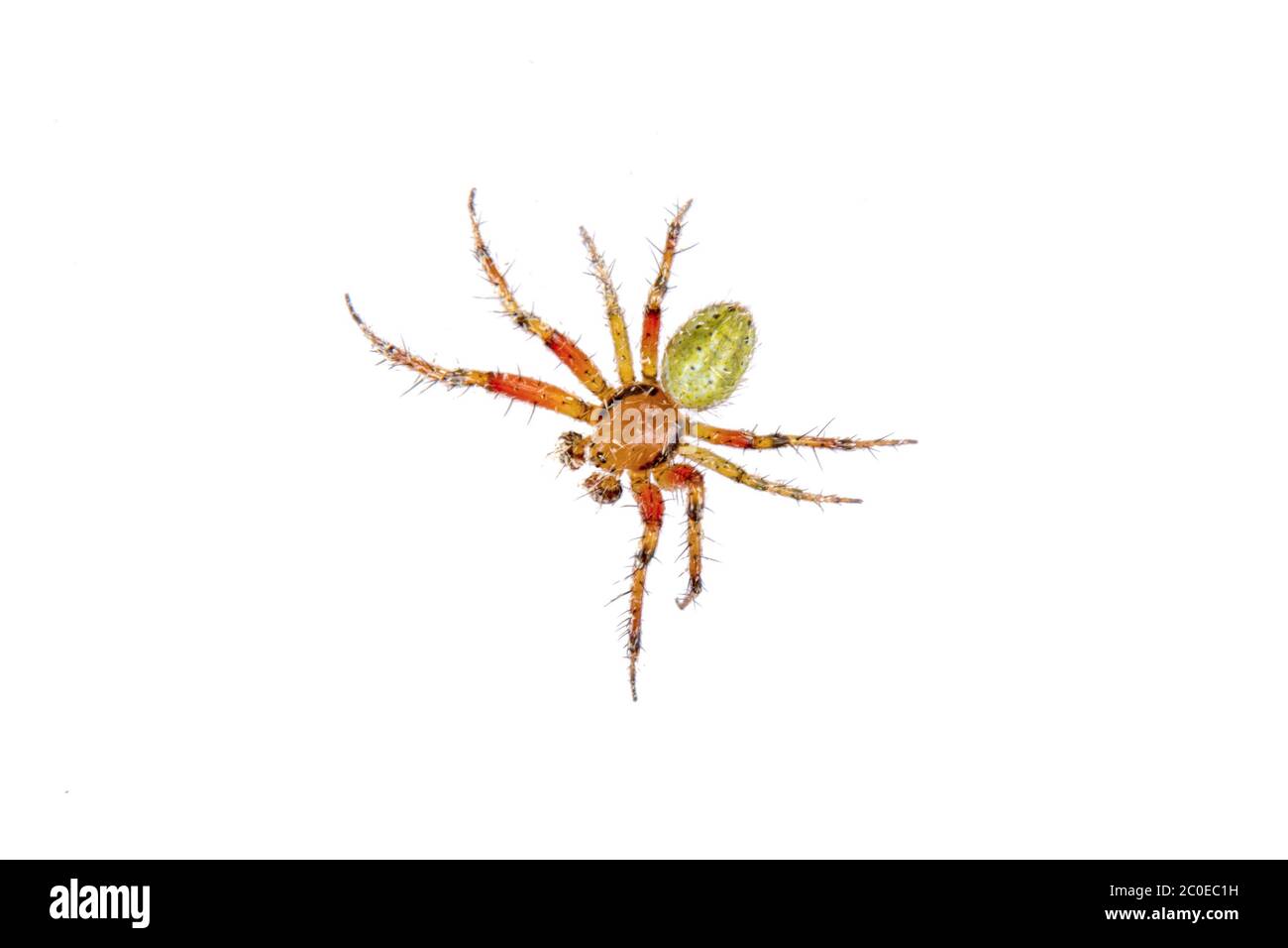Araignée orange-verte sur fond blanc Banque D'Images