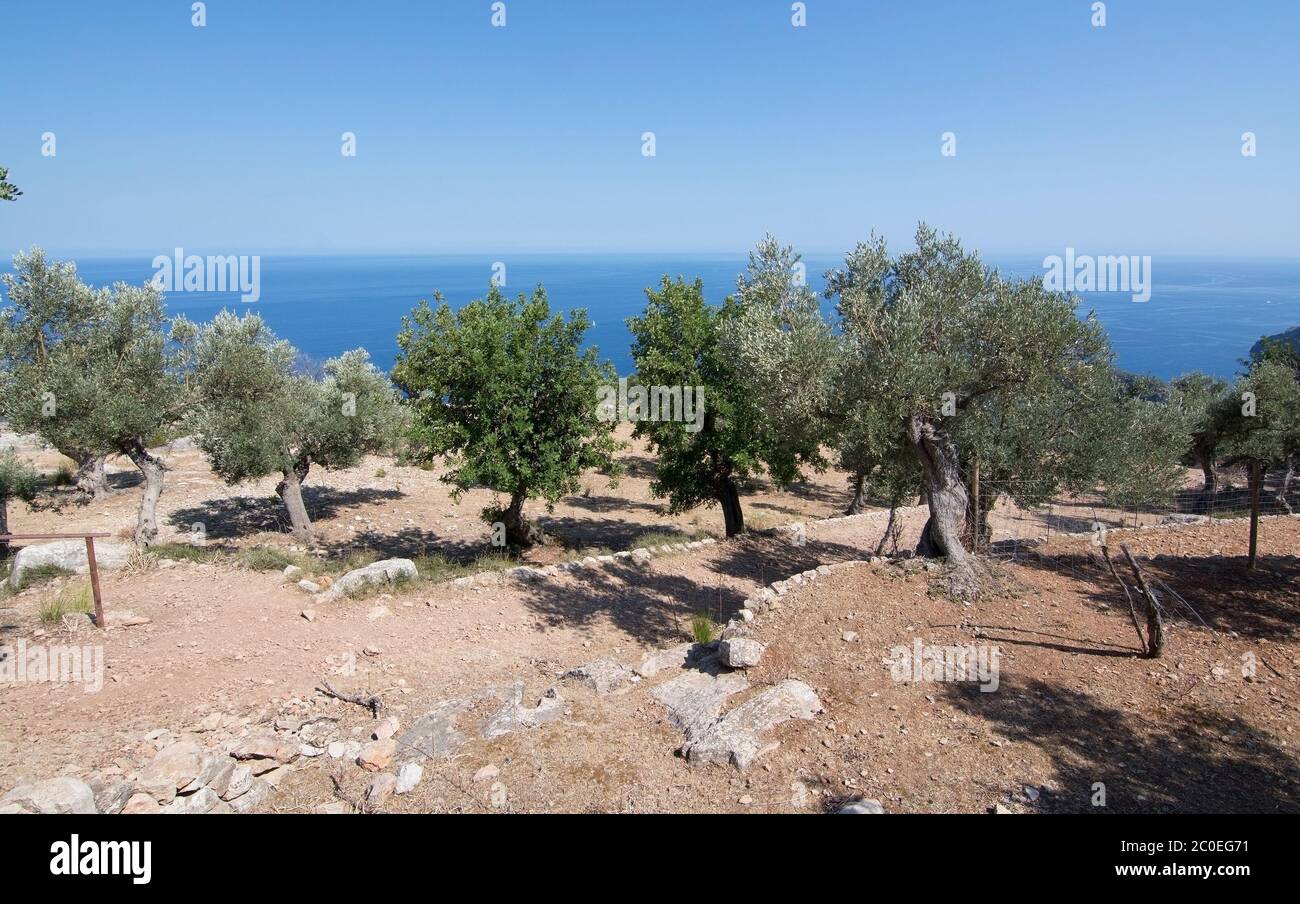 Oliviers ruraux dans une ferme en bord de mer avec vue sur l'océan méditerranéen Banque D'Images